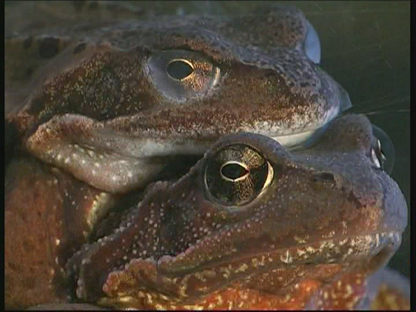 472329742 / Pool Frog / Mating / Germany