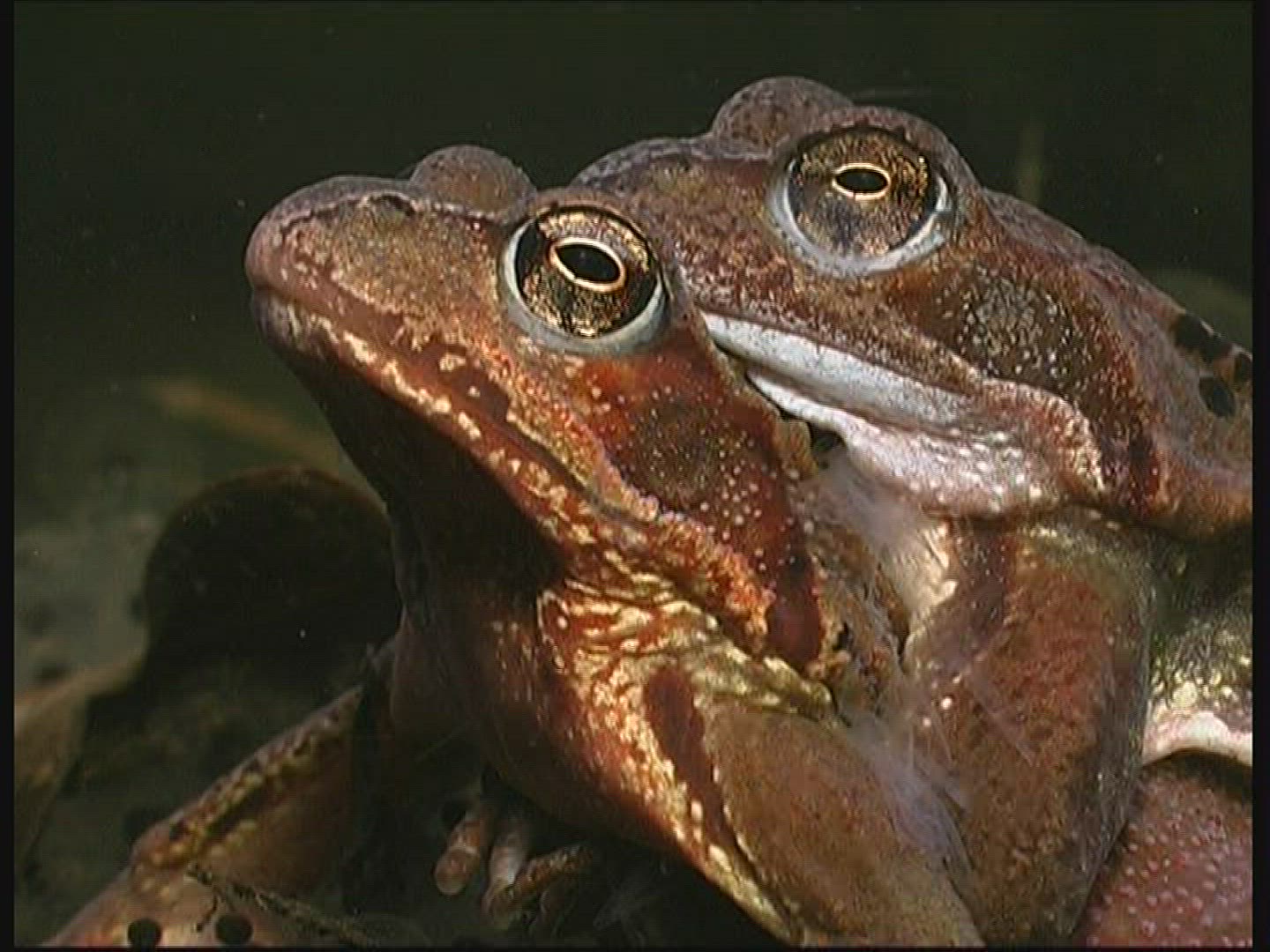 475057454 / Pool Frog / Mating / Germany