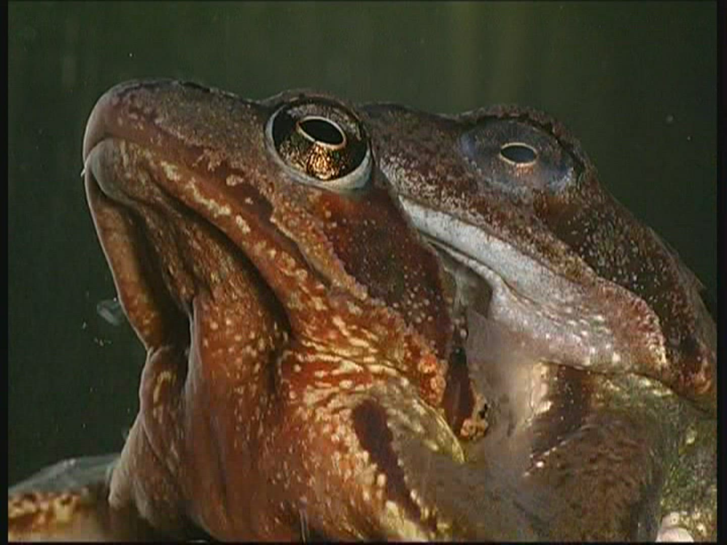 174760495 / Pool Frog / Mating / Germany