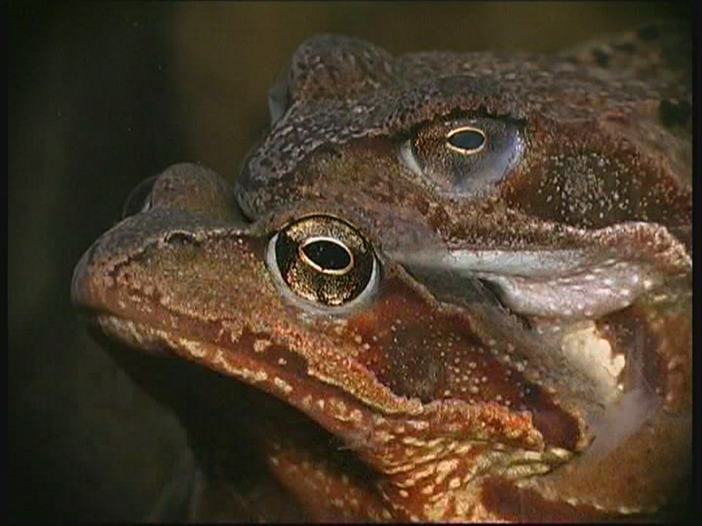 670066881 / Pool Frog / Mating / Germany
