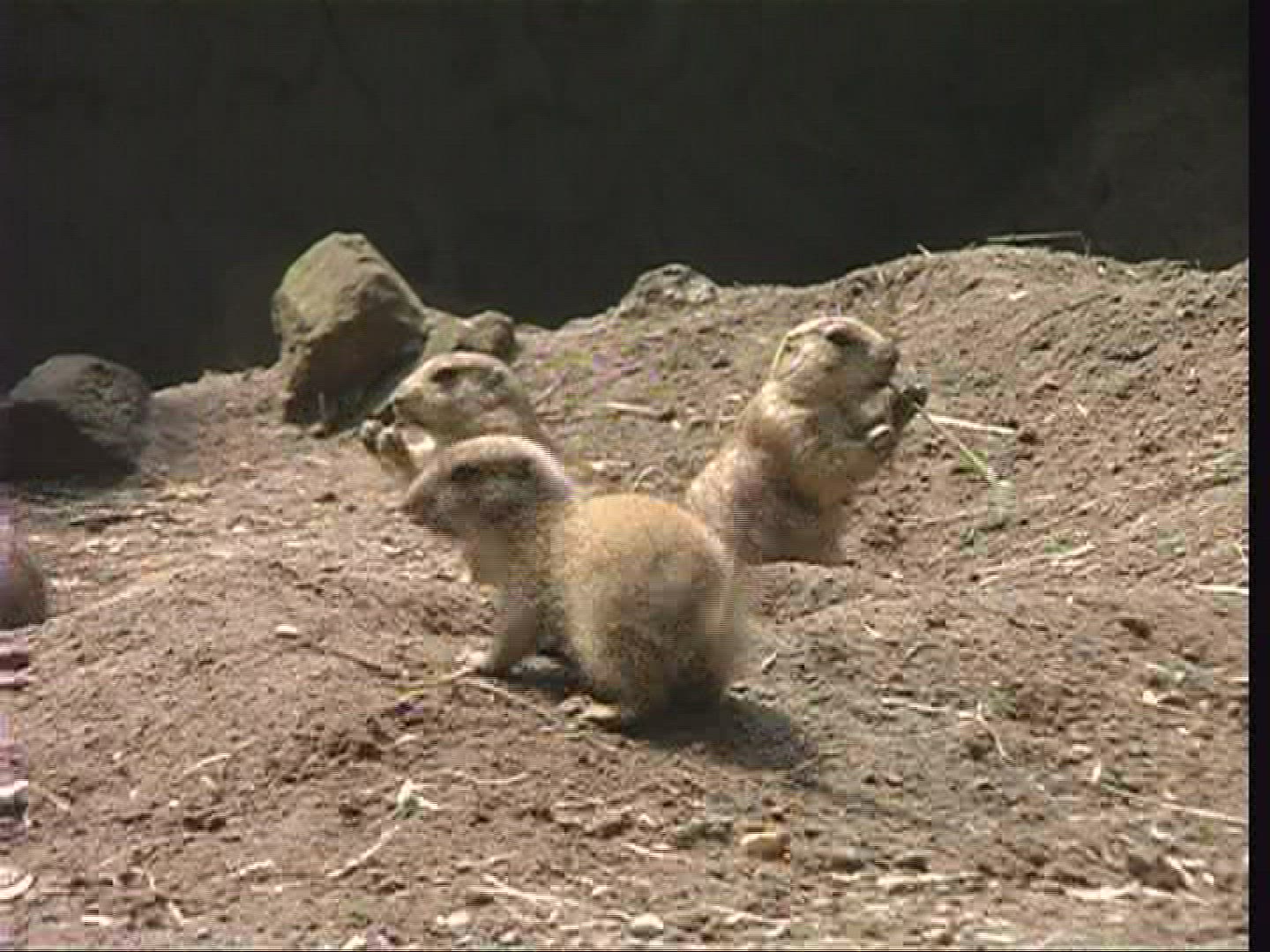 224647387 / Prairie Dog / Burger's Zoo / Arnhem / Netherlands