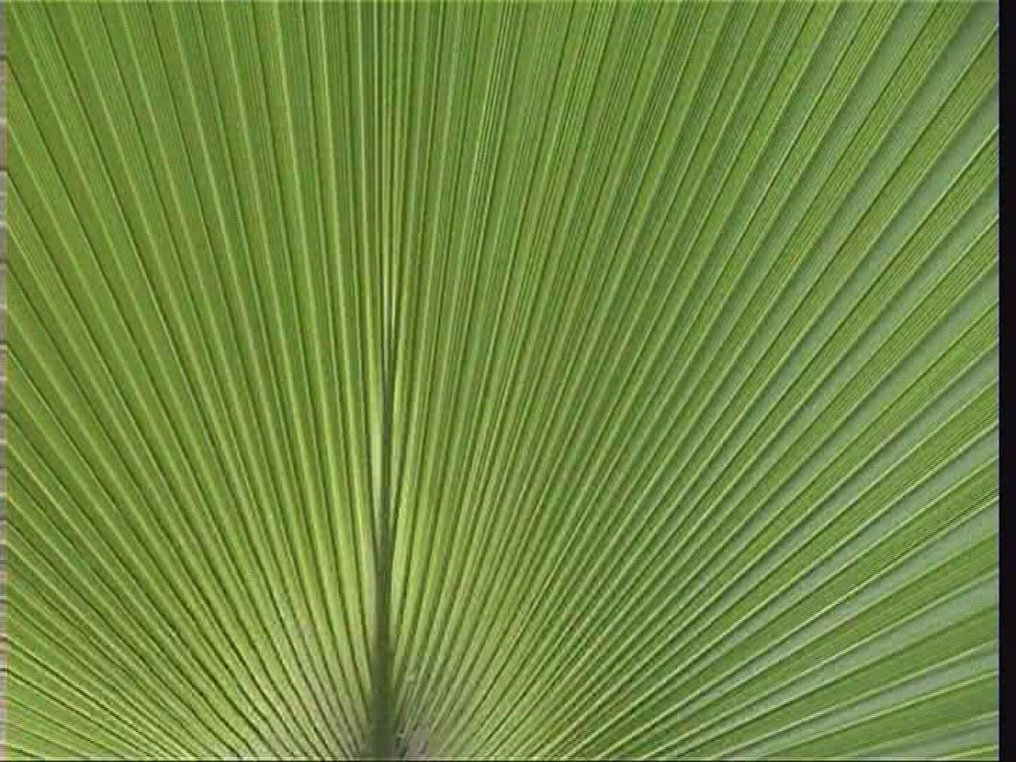 517522879 / Plant / Burger's Zoo / Arnhem / Netherlands