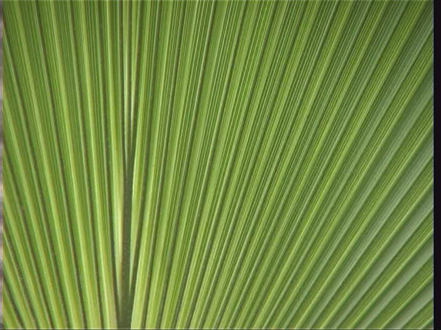 443659092 / Plant / Burger's Zoo / Arnhem / Netherlands