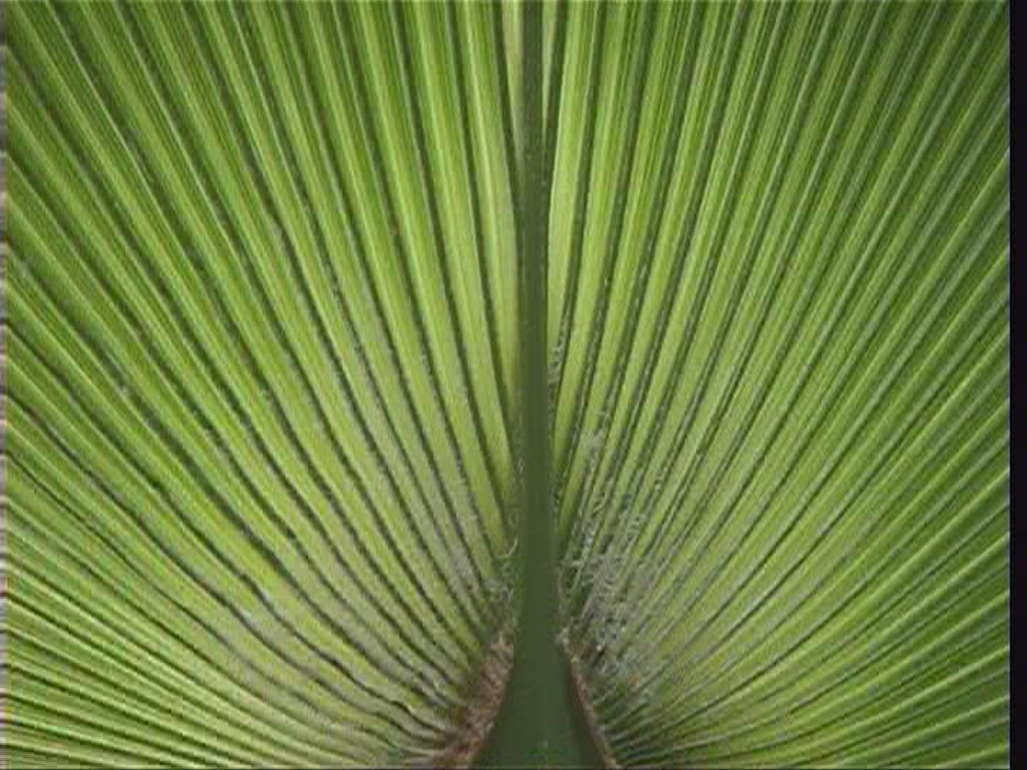 540079207 / Plant / Burger's Zoo / Arnhem / Netherlands