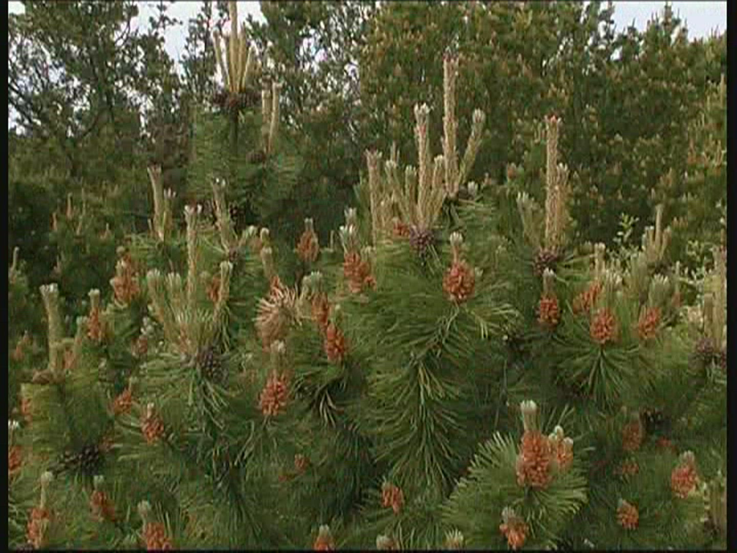 571152663 / Conifer / Denmark