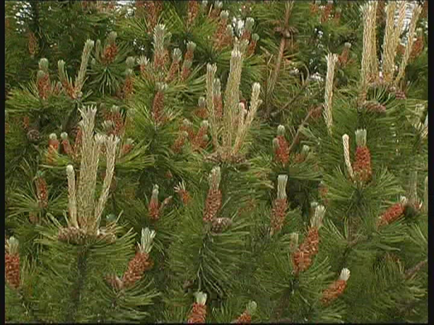 863842120 / Conifer / Denmark