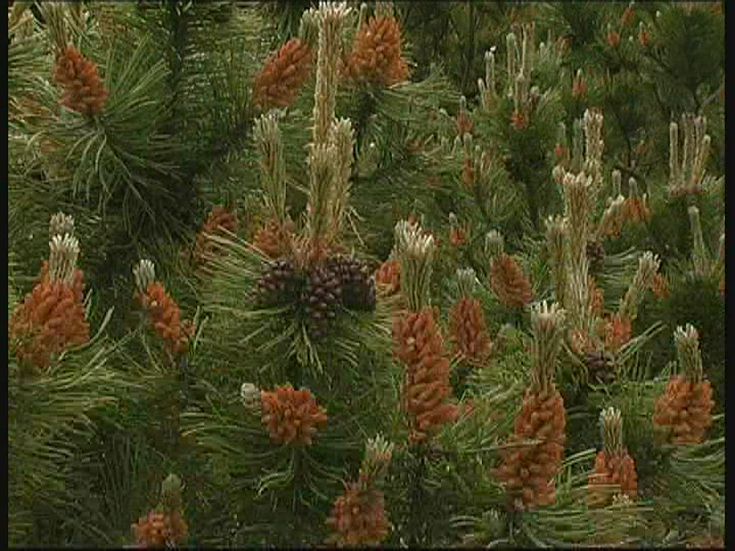 368499015 / Conifer / Denmark