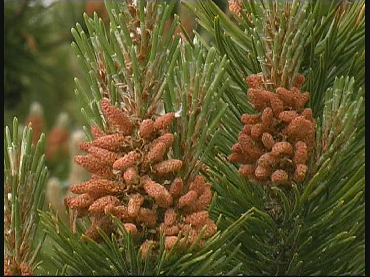 730072418 / Conifer / Denmark