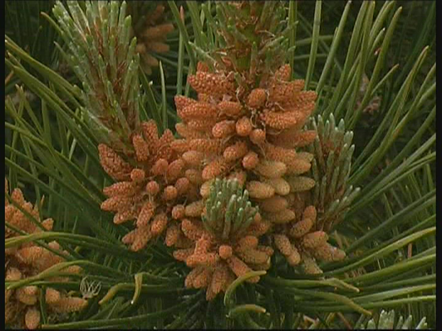 331726568 / Conifer / Denmark