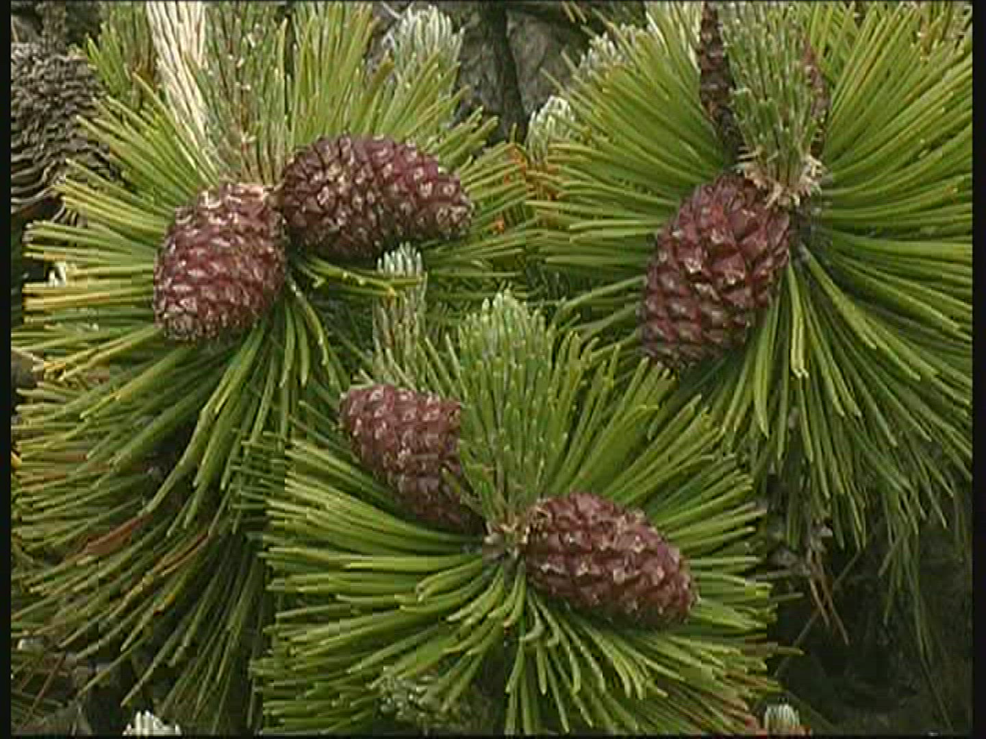 740824124 / Conifer / Denmark