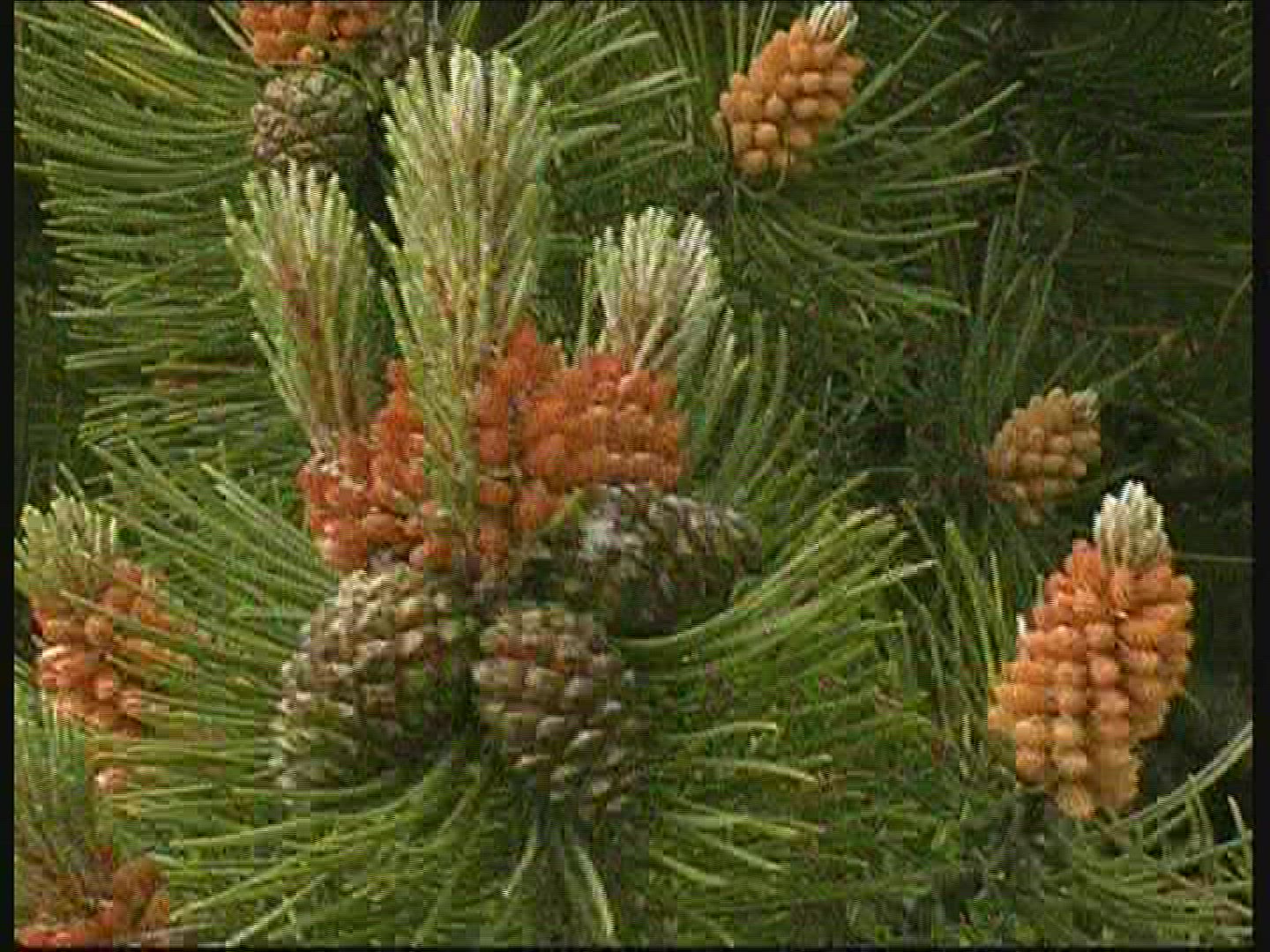 531767852 / Conifer / Denmark