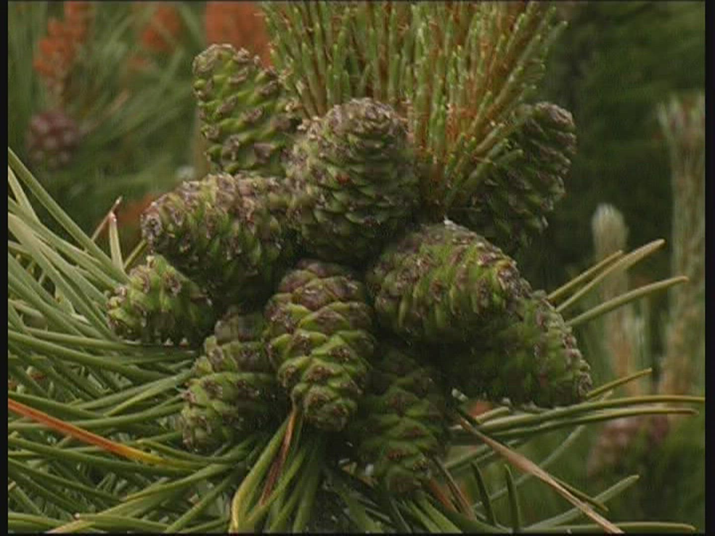868137253 / Conifer / Denmark