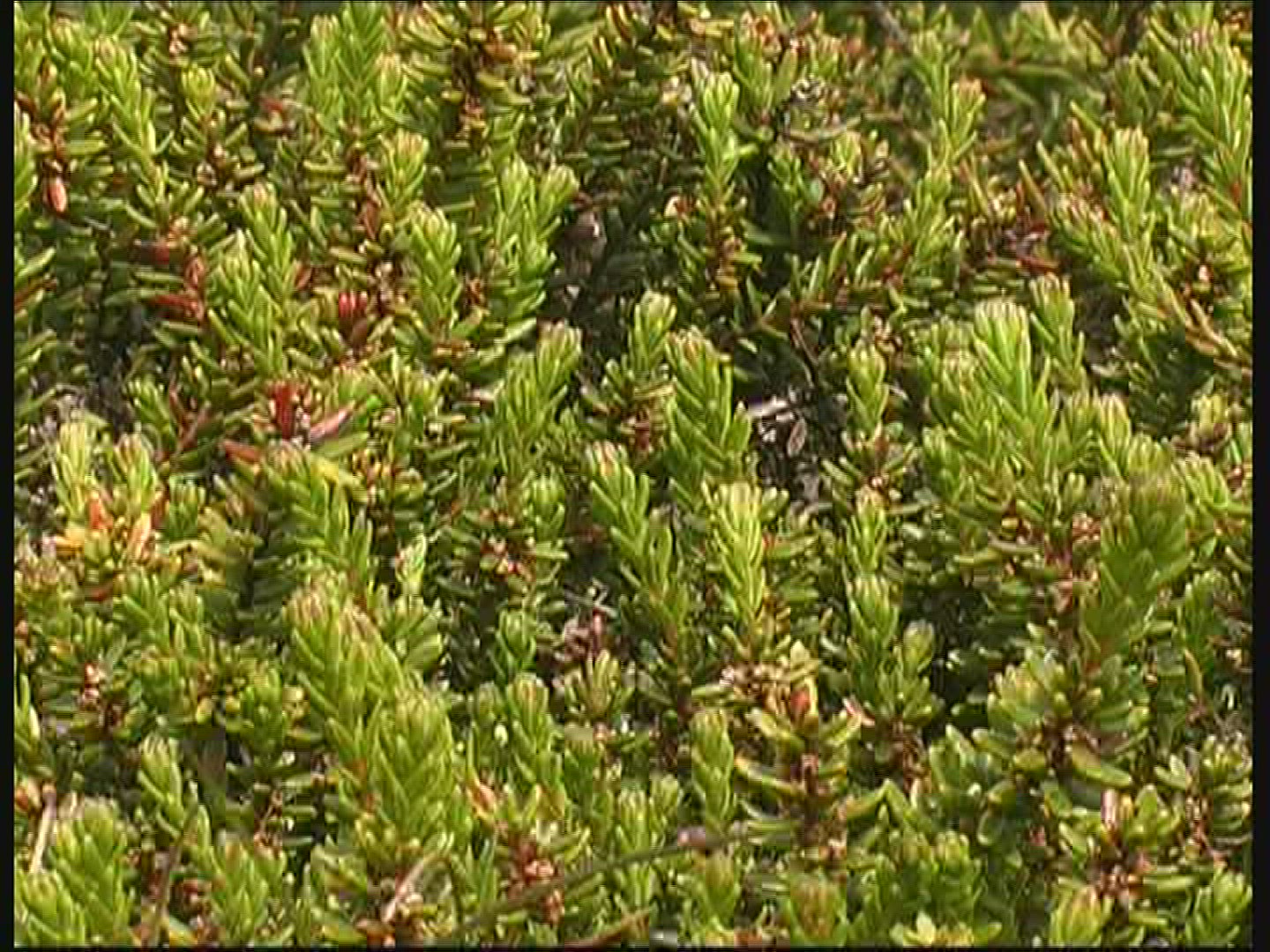 113963183 / Conifer / Denmark