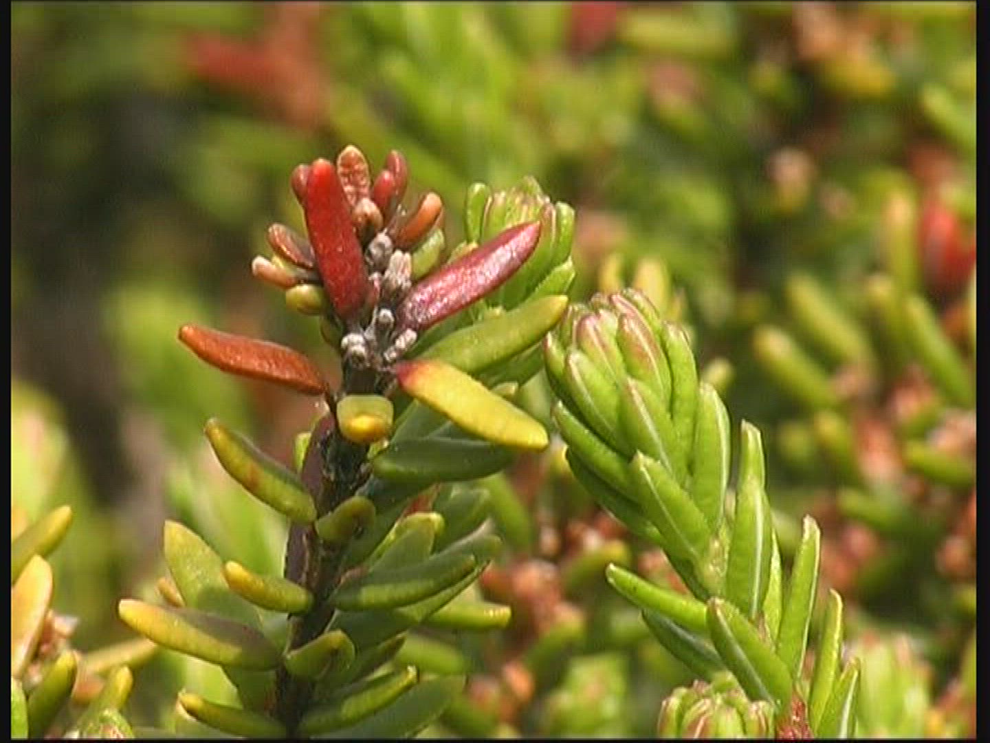 273261635 / Conifer / Denmark