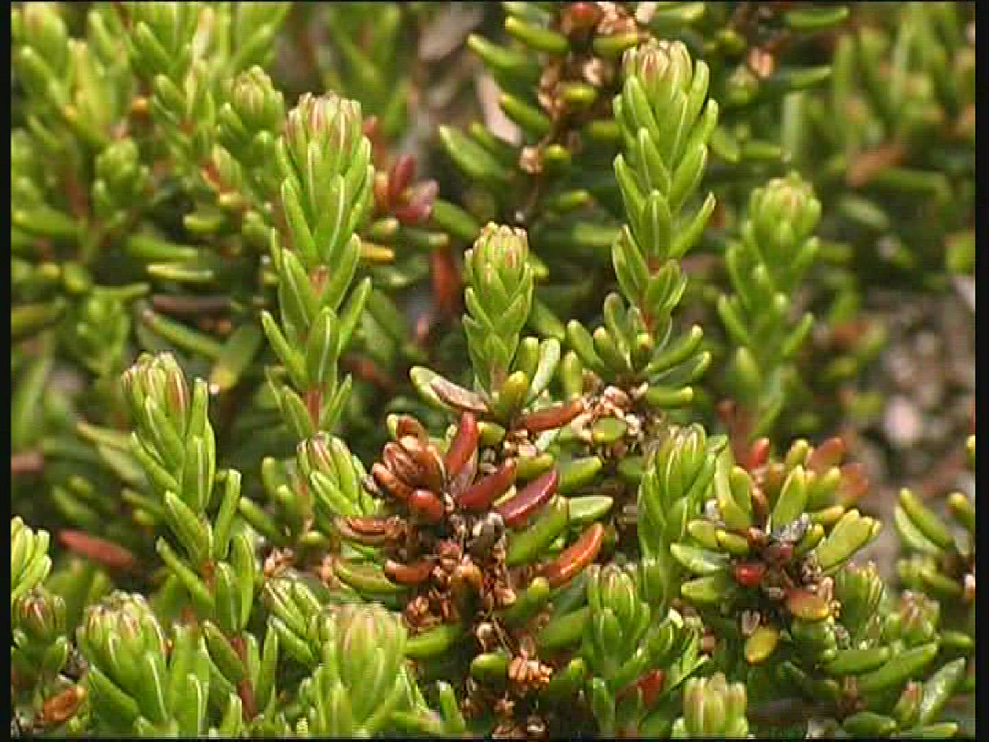 706136295 / Conifer / Denmark