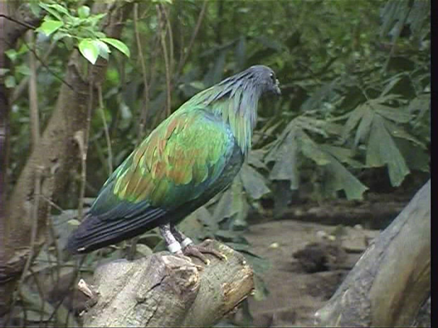530249389 / Bird / Burger's Zoo / Arnhem / Netherlands