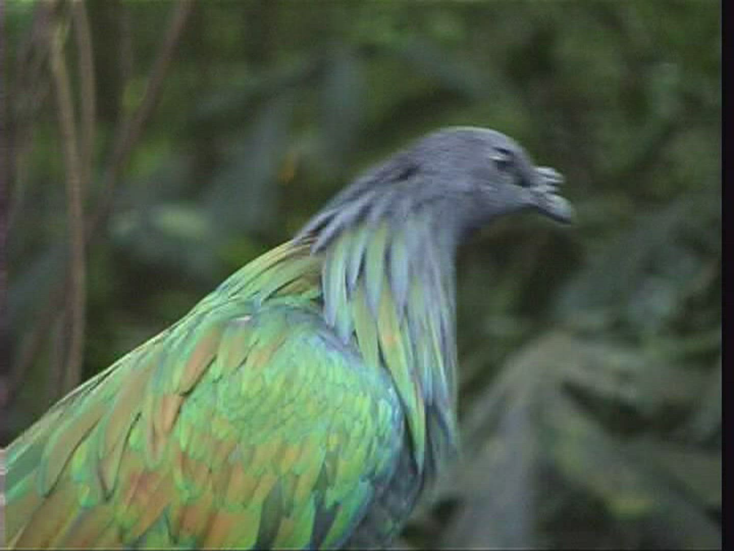 747838617 / Bird / Burger's Zoo / Arnhem / Netherlands