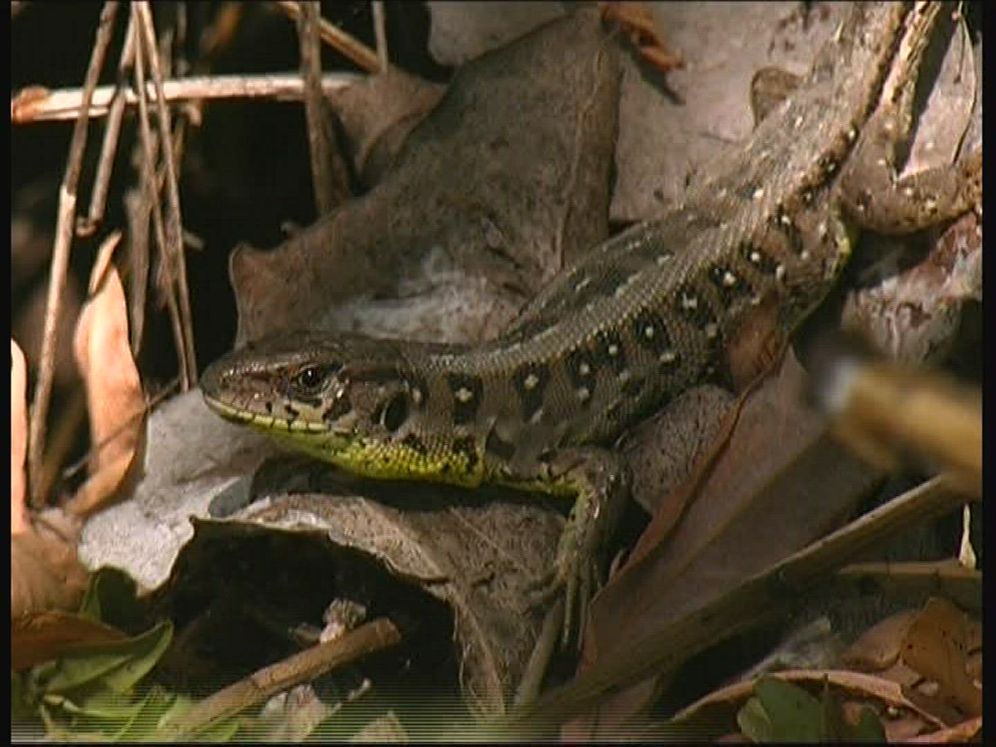 967805188 / Sandlizard / Female / Hungary