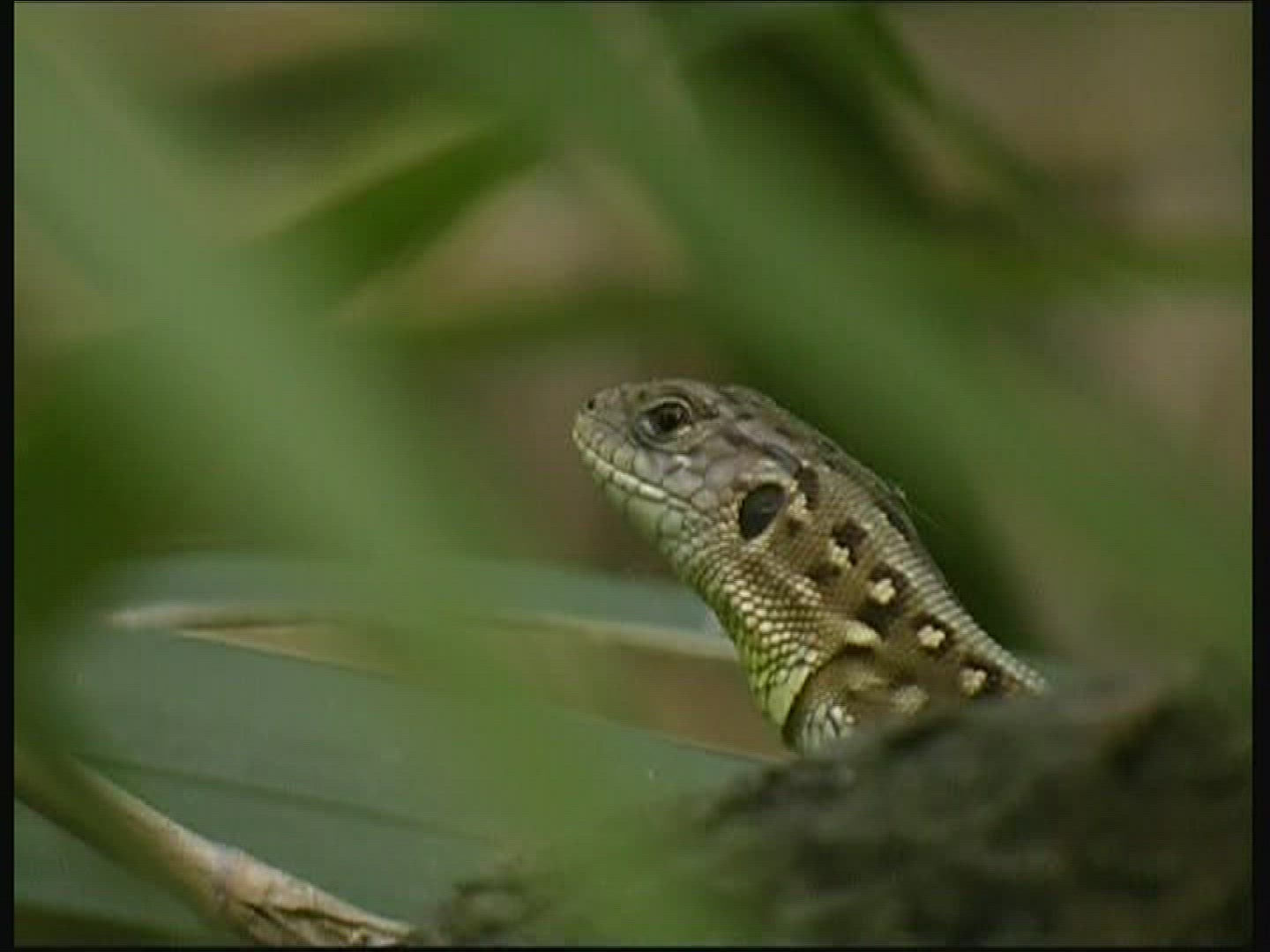 698796491 / Sandlizard / Female / Hungary