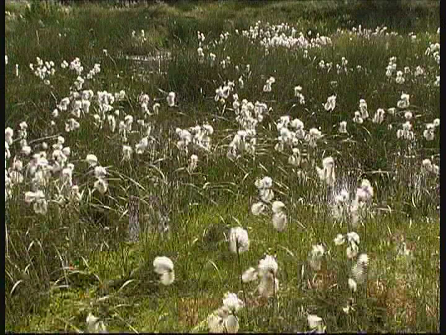 410474675 / Cotton Grass / Fanoe / Denmark