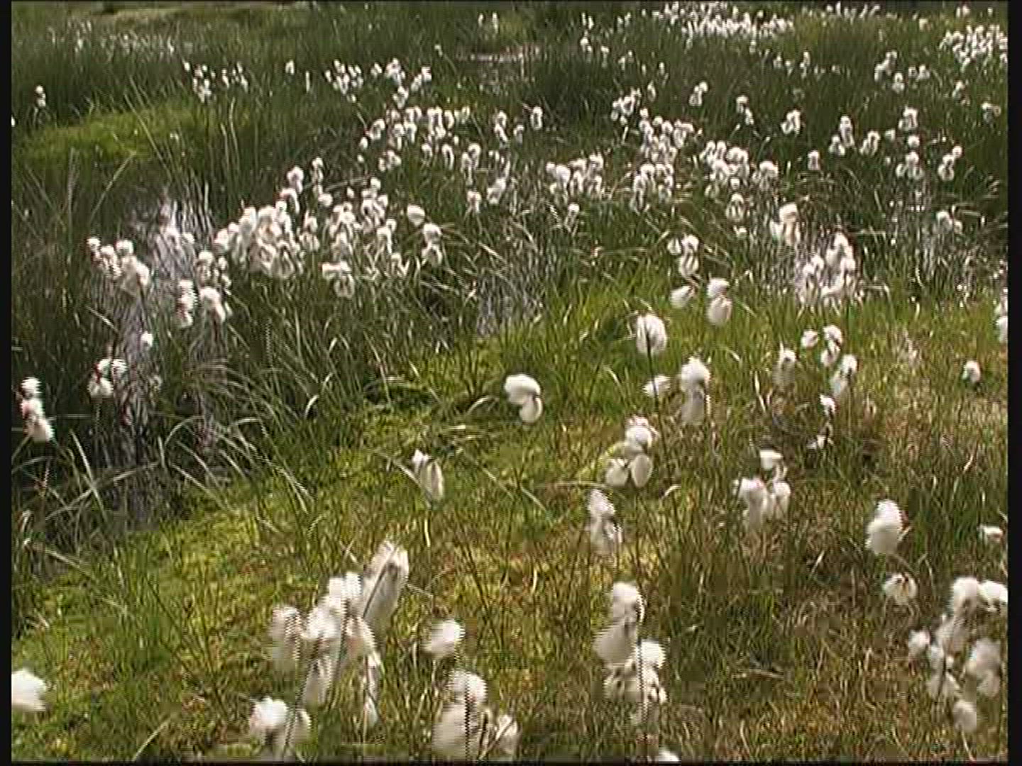 409571972 / Cotton Grass / Fanoe / Denmark