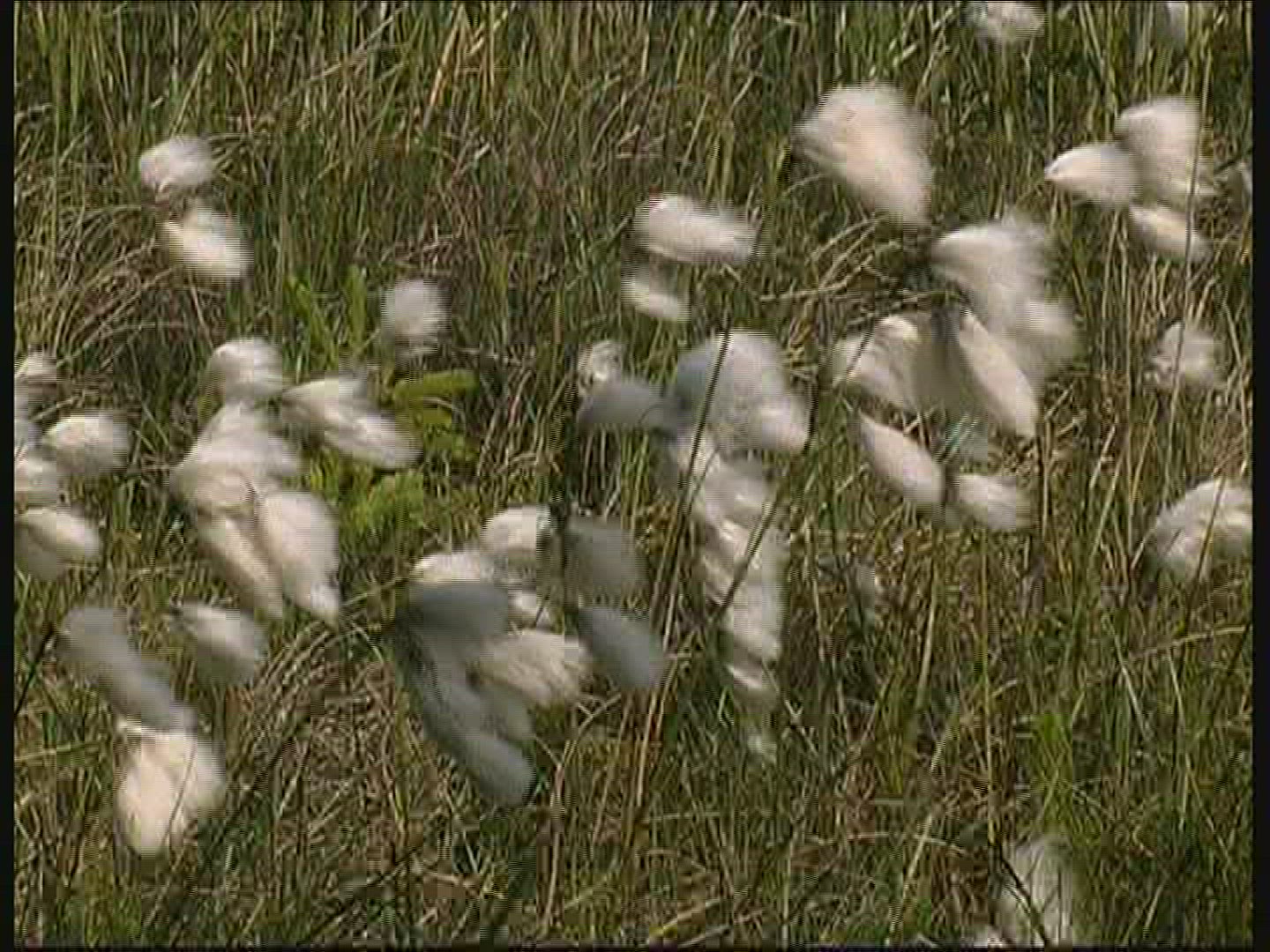 490275054 / Cotton Grass / Fanoe / Denmark