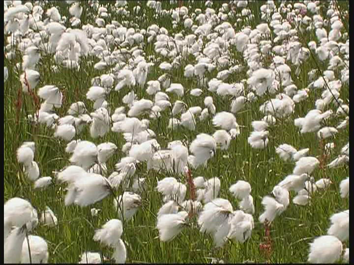 246069611 / Cotton Grass / Fanoe / Denmark