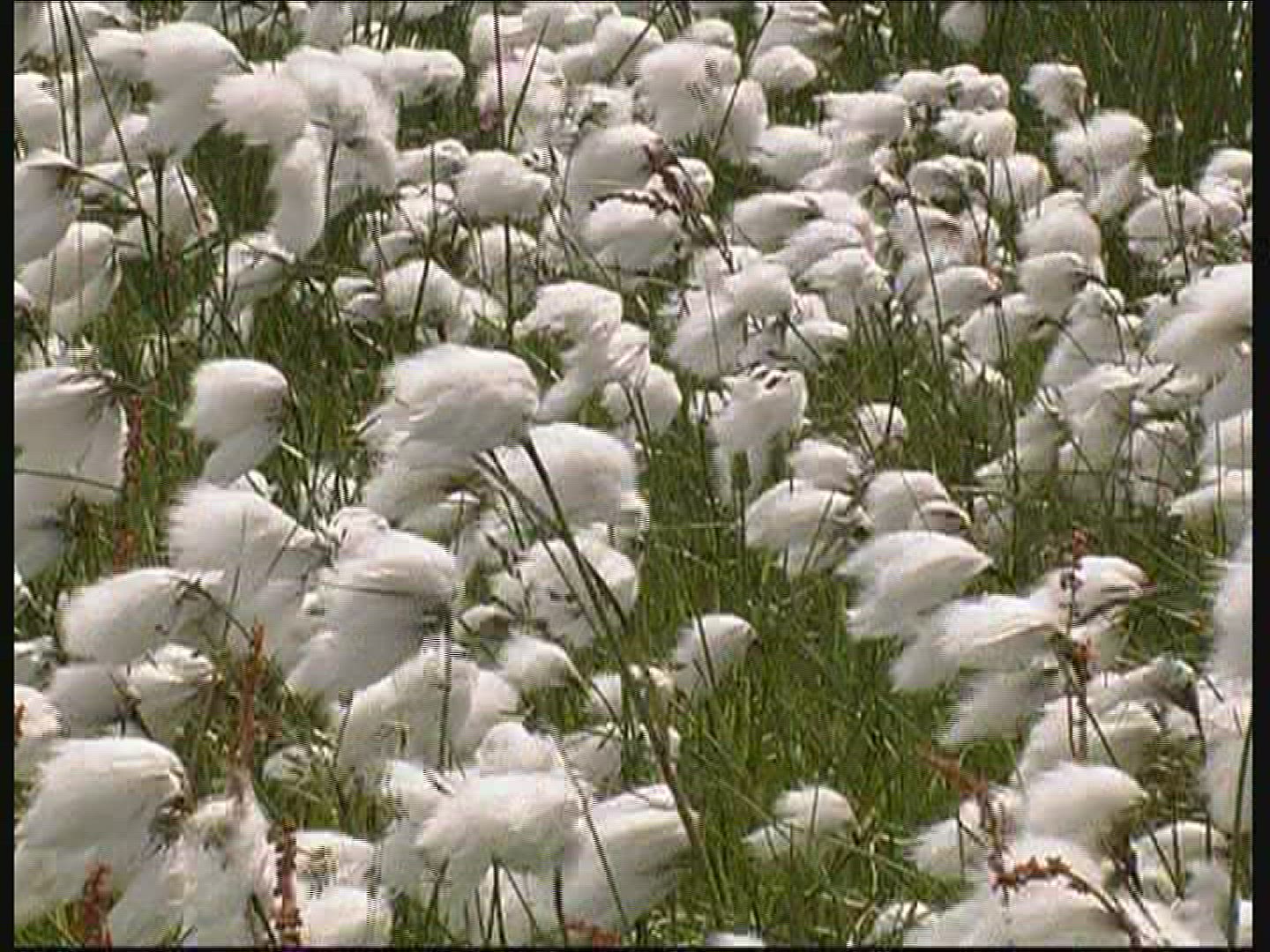 768423842 / Cotton Grass / Fanoe / Denmark