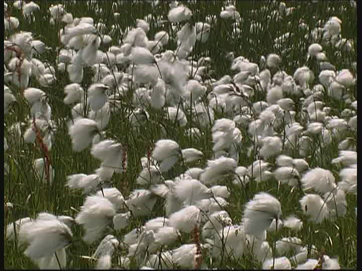 772489718 / Cotton Grass / Fanoe / Denmark