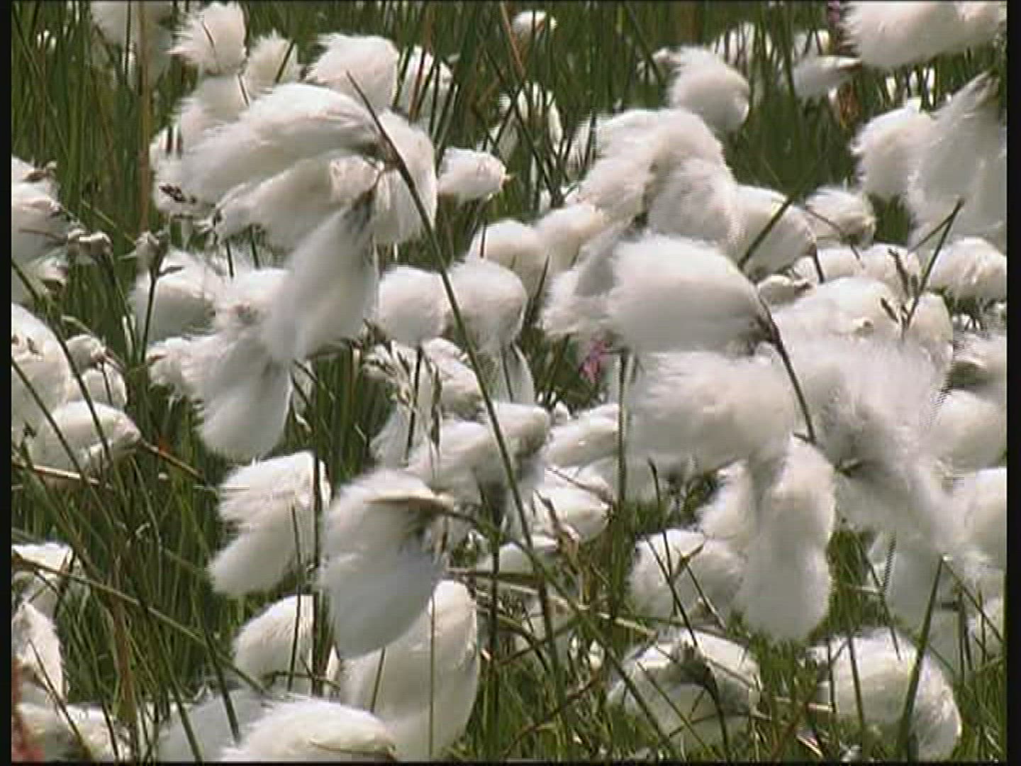 166409248 / Cotton Grass / Fanoe / Denmark