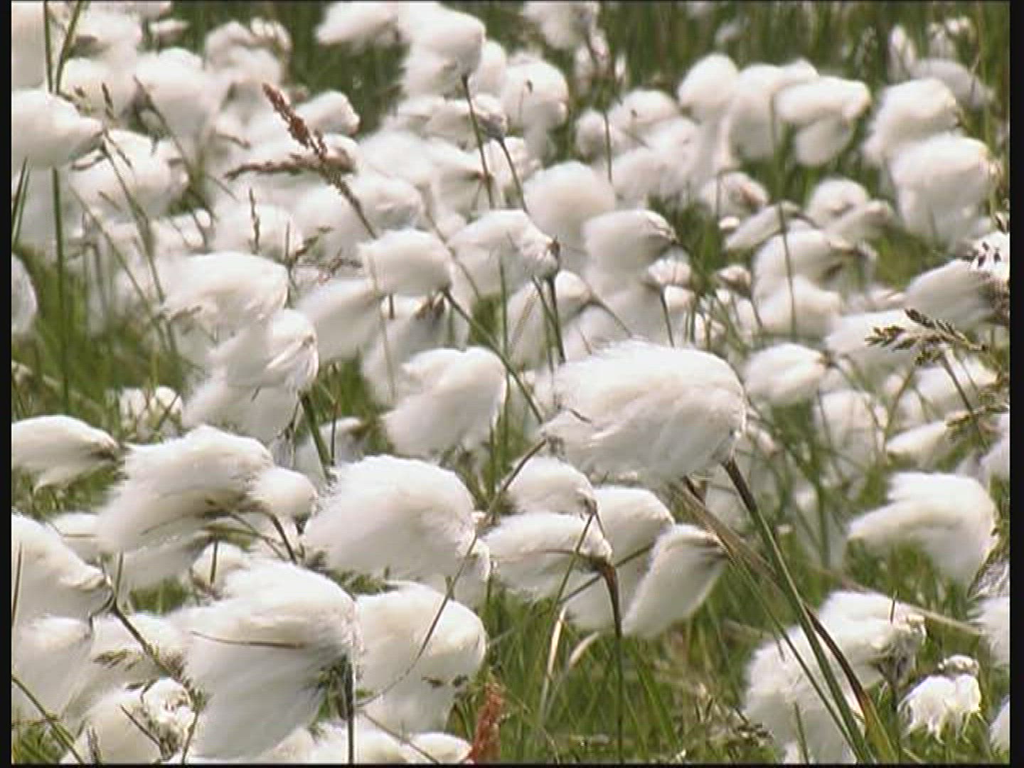 331359690 / Cotton Grass / Fanoe / Denmark