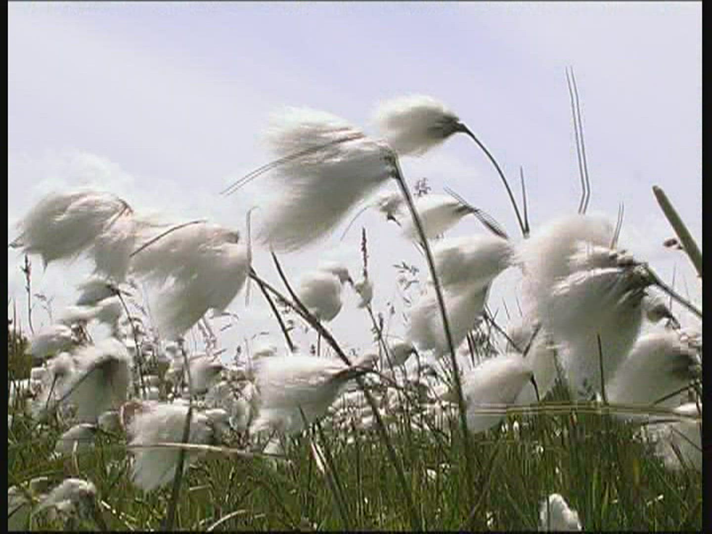 996558786 / Cotton Grass / Fanoe / Denmark