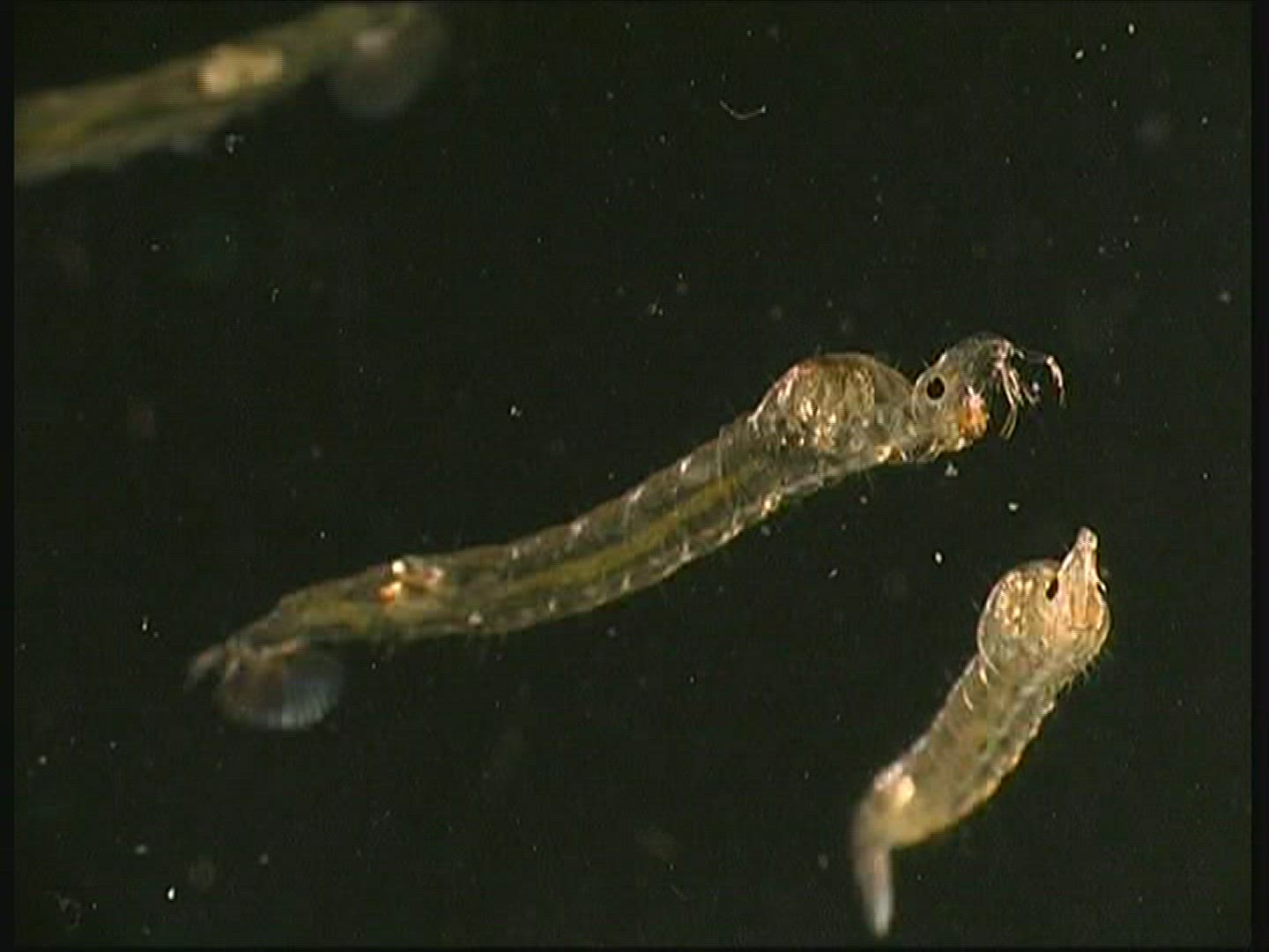 785340394 / Ghost Midge / Larva