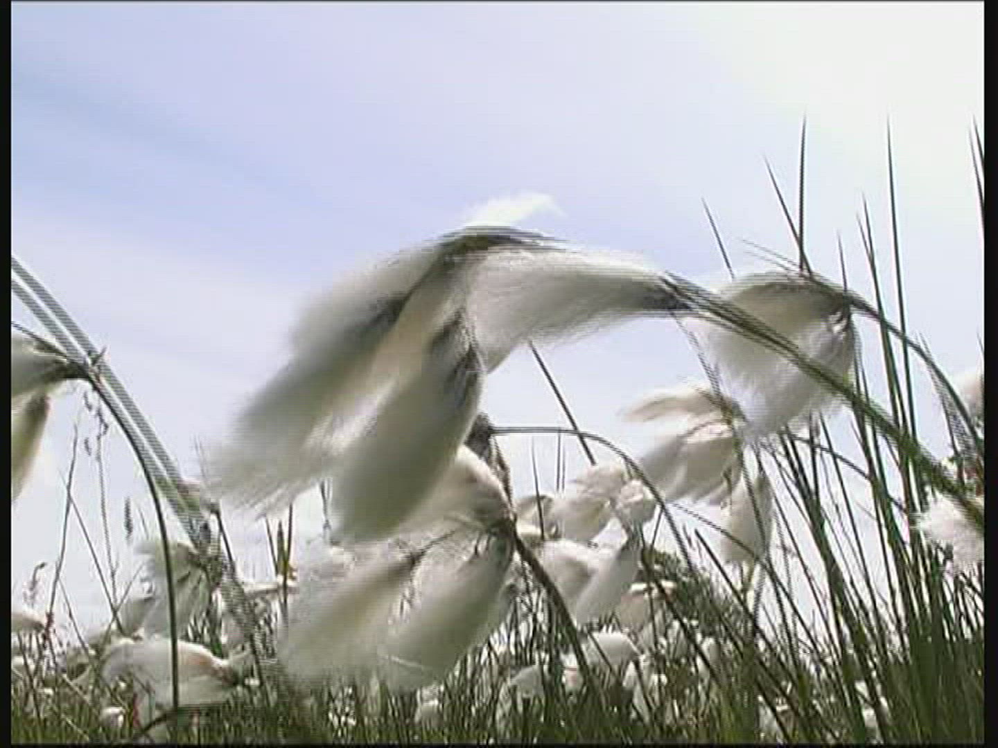 409650319 / Cotton Grass / Fanoe / Denmark