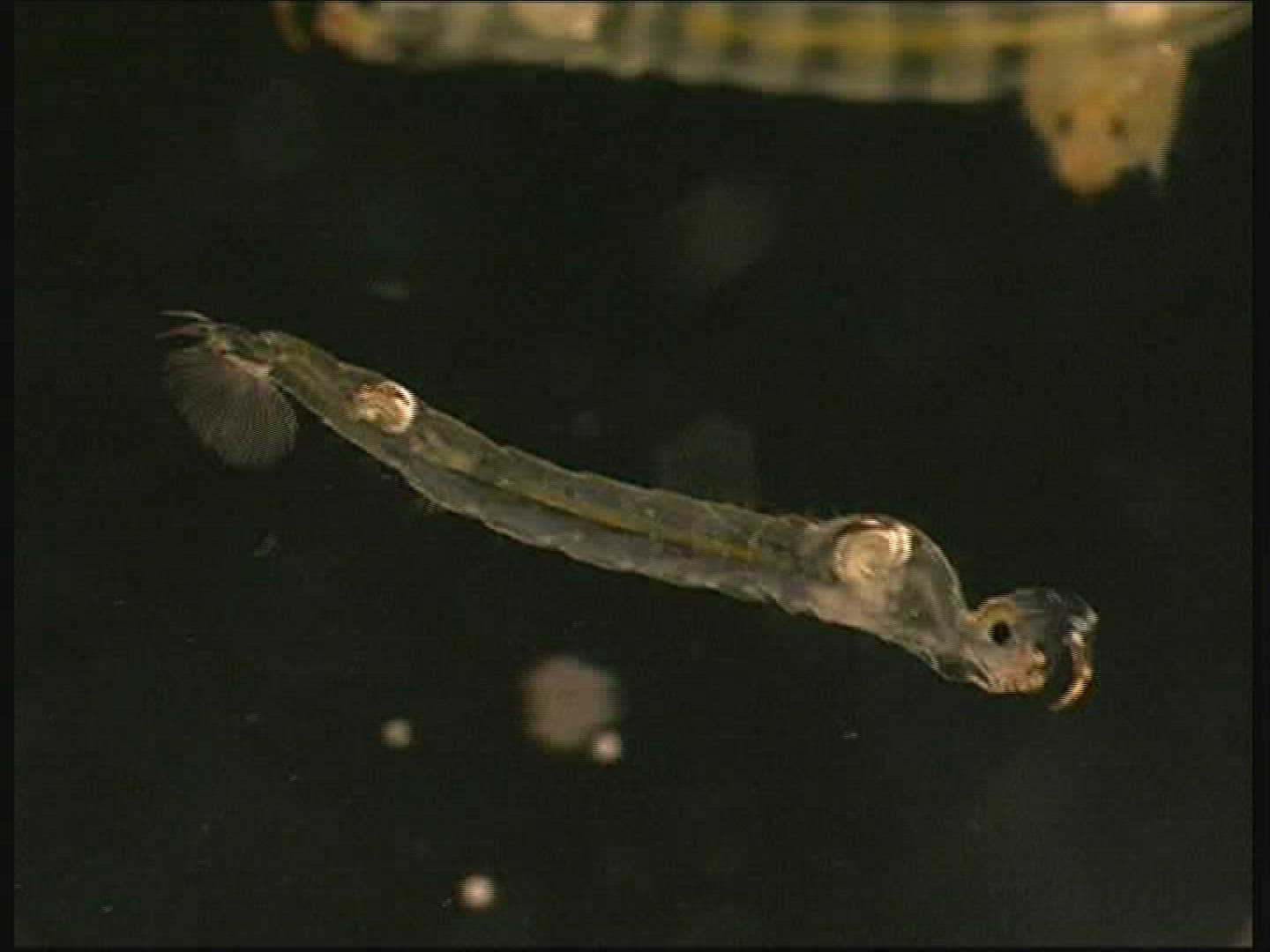 703977783 / Ghost Midge / Larva