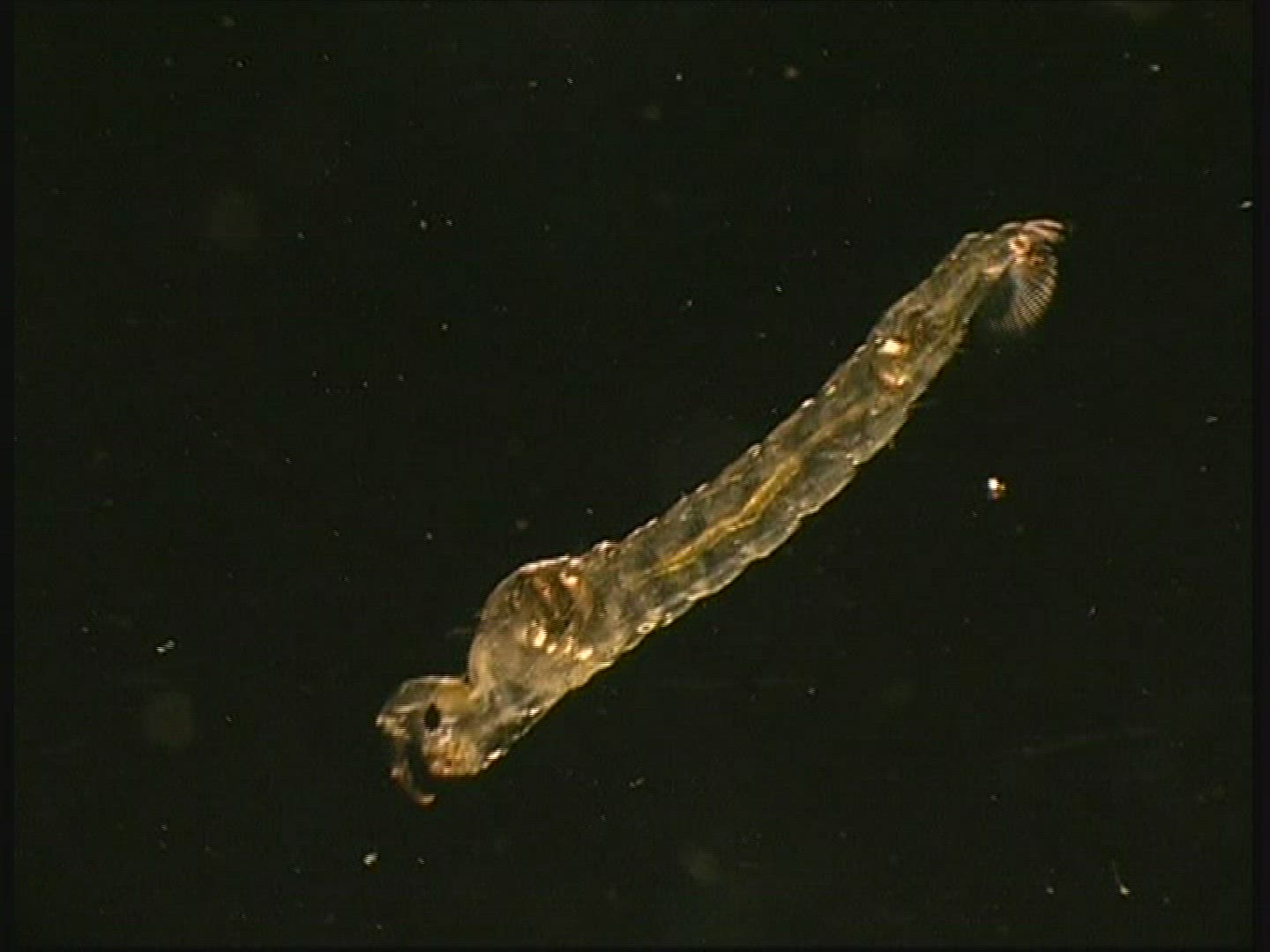 542847298 / Ghost Midge / Larva