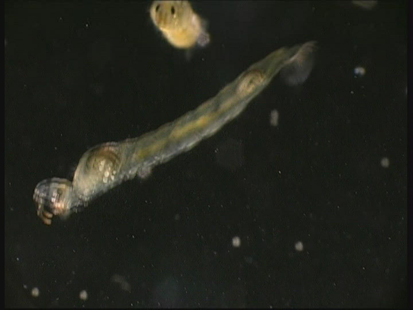 886025044 / Ghost Midge / Larva