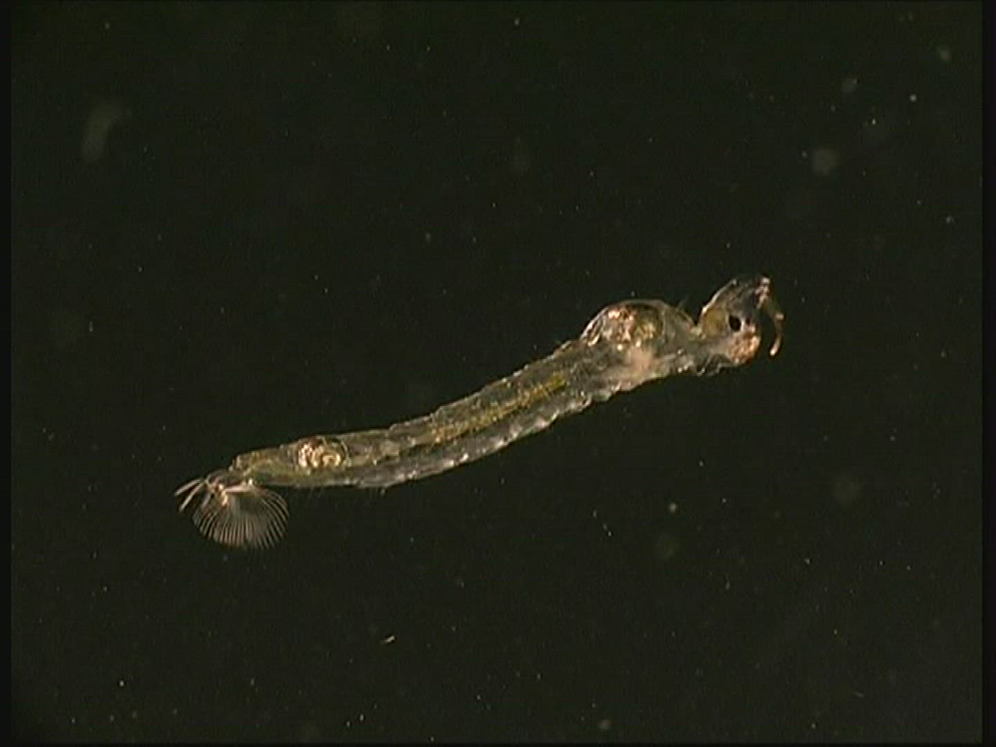 834827537 / Ghost Midge / Larva