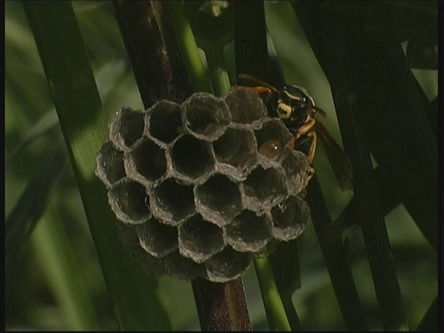822681292 / Paper Wasp / Comb / Germany