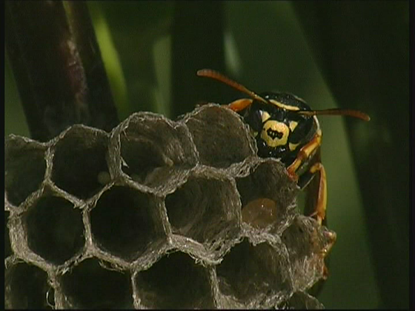 263593376 / Paper Wasp / Comb / Germany