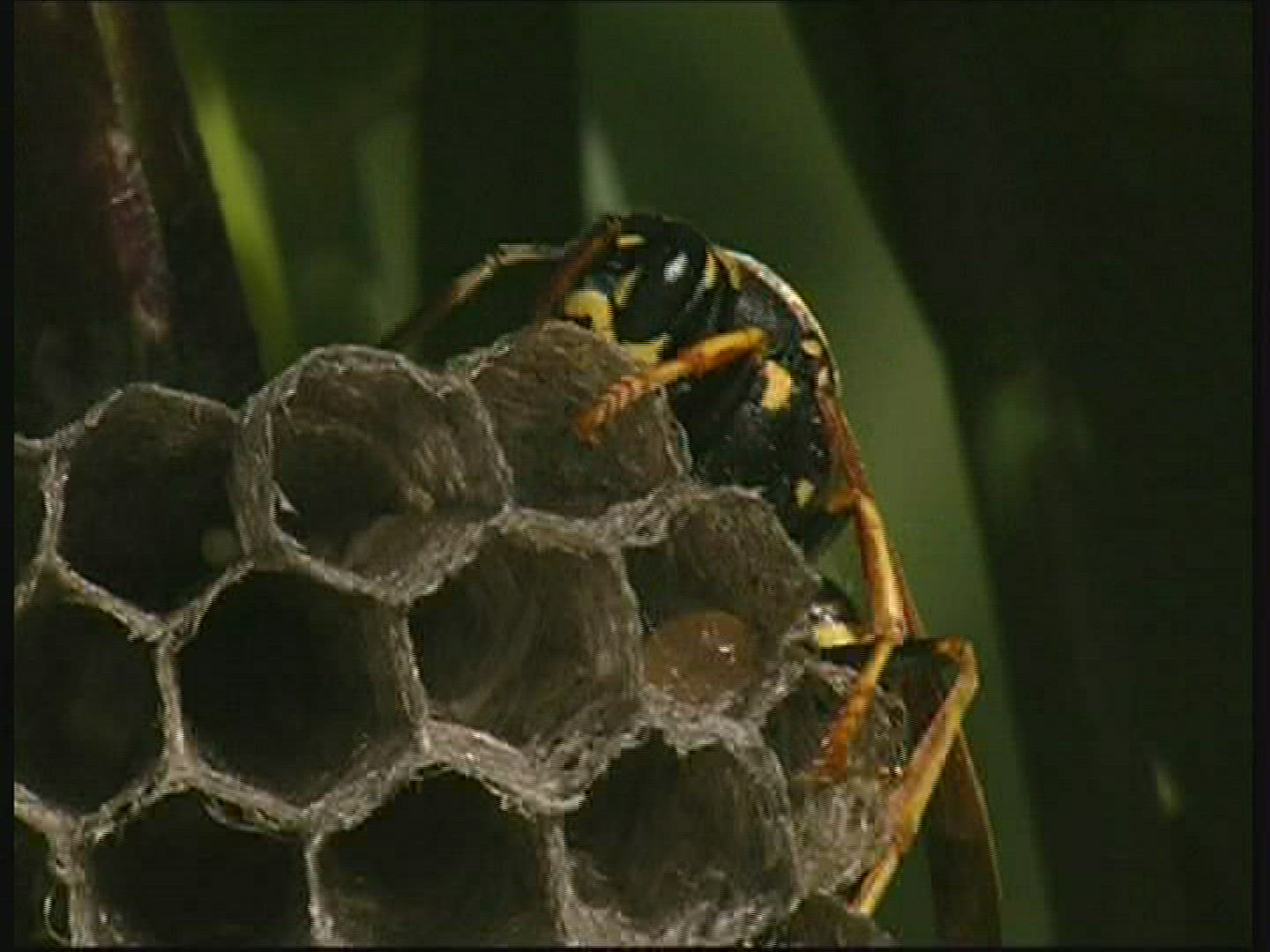 321049609 / Paper Wasp / Comb / Germany