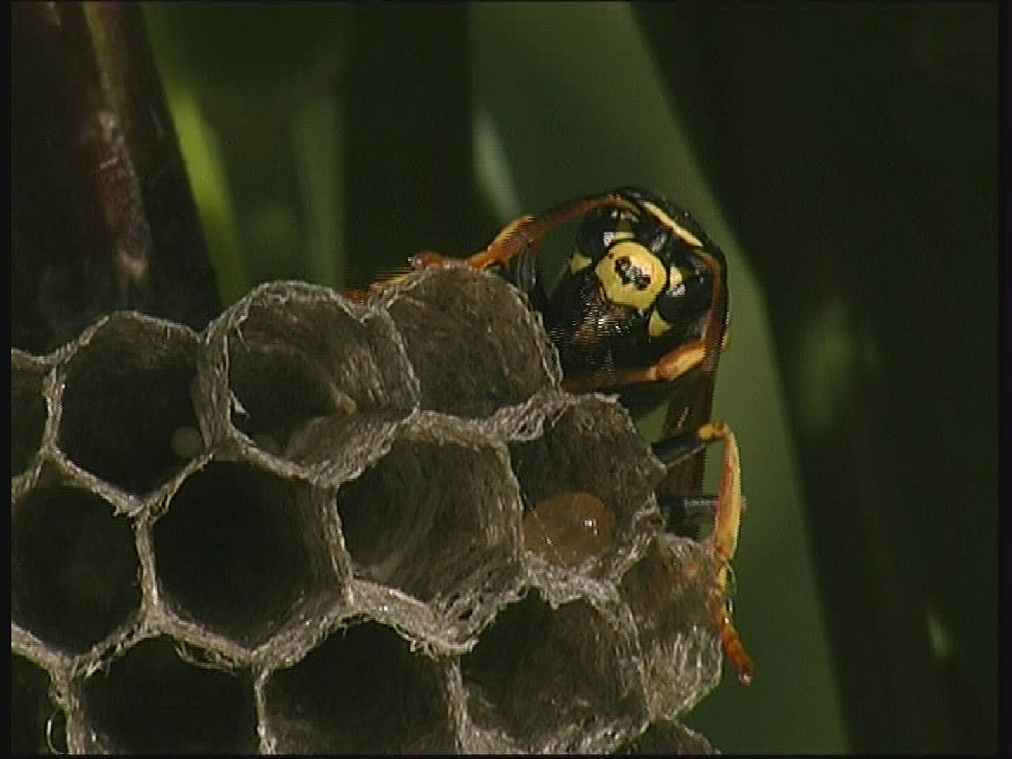 193223035 / Paper Wasp / Comb / Germany
