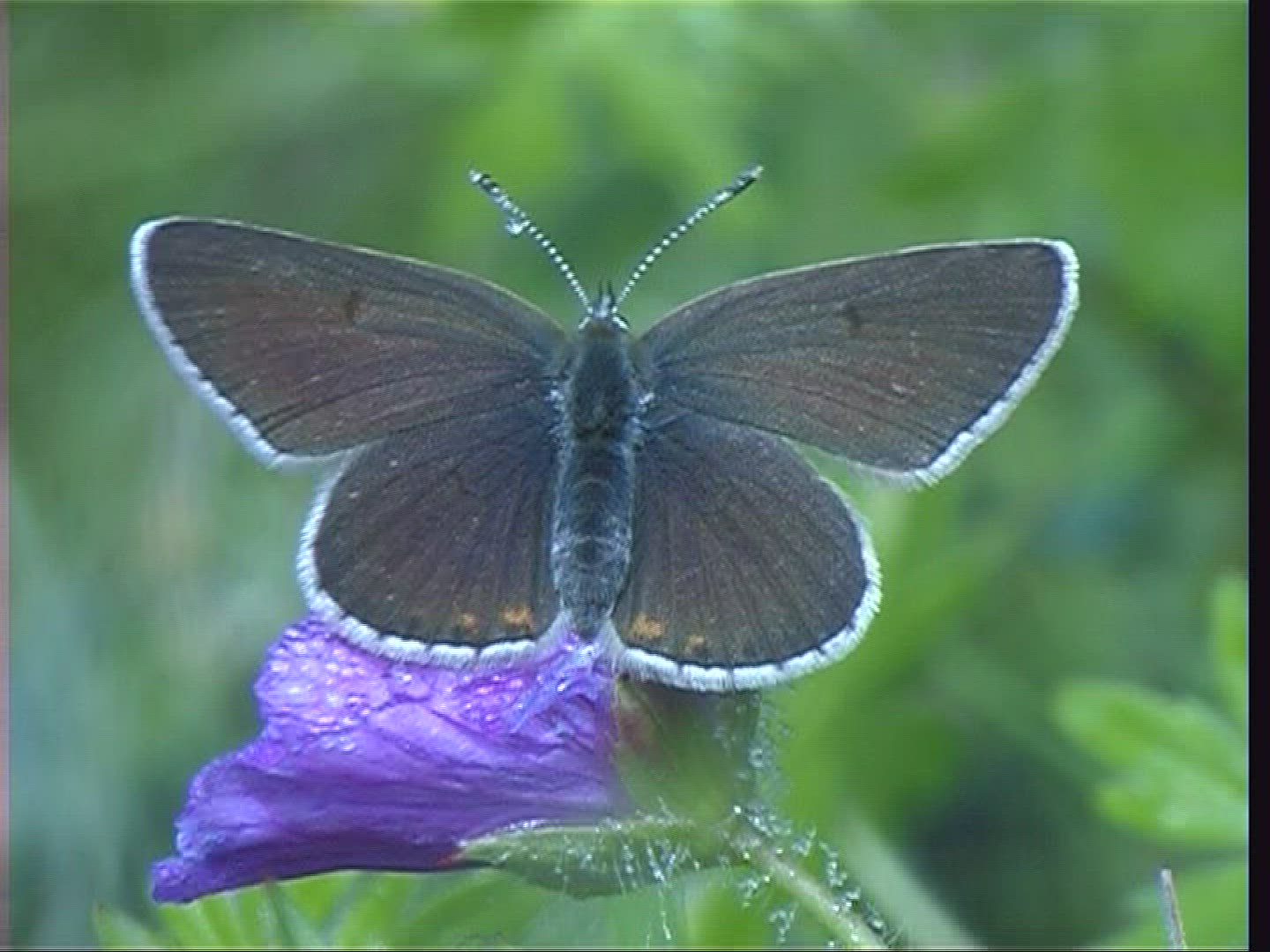 983084301 / Insect / Plant / Spessart / Germany