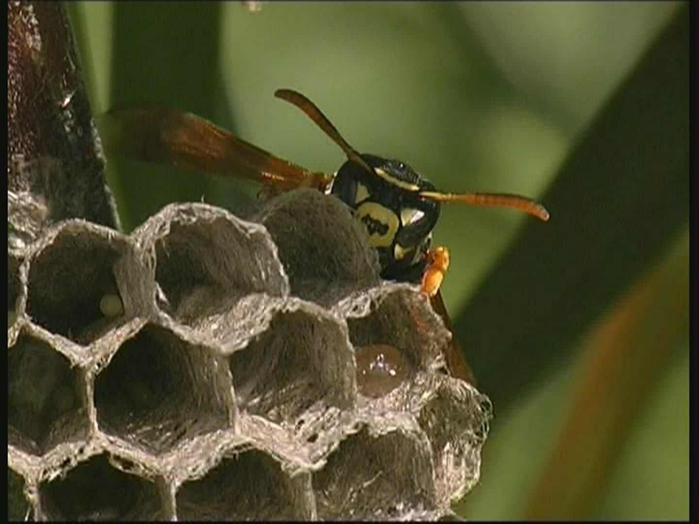 118943159 / Paper Wasp / Comb / Germany