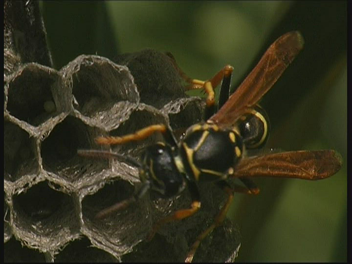 156595255 / Paper Wasp / Comb / Germany