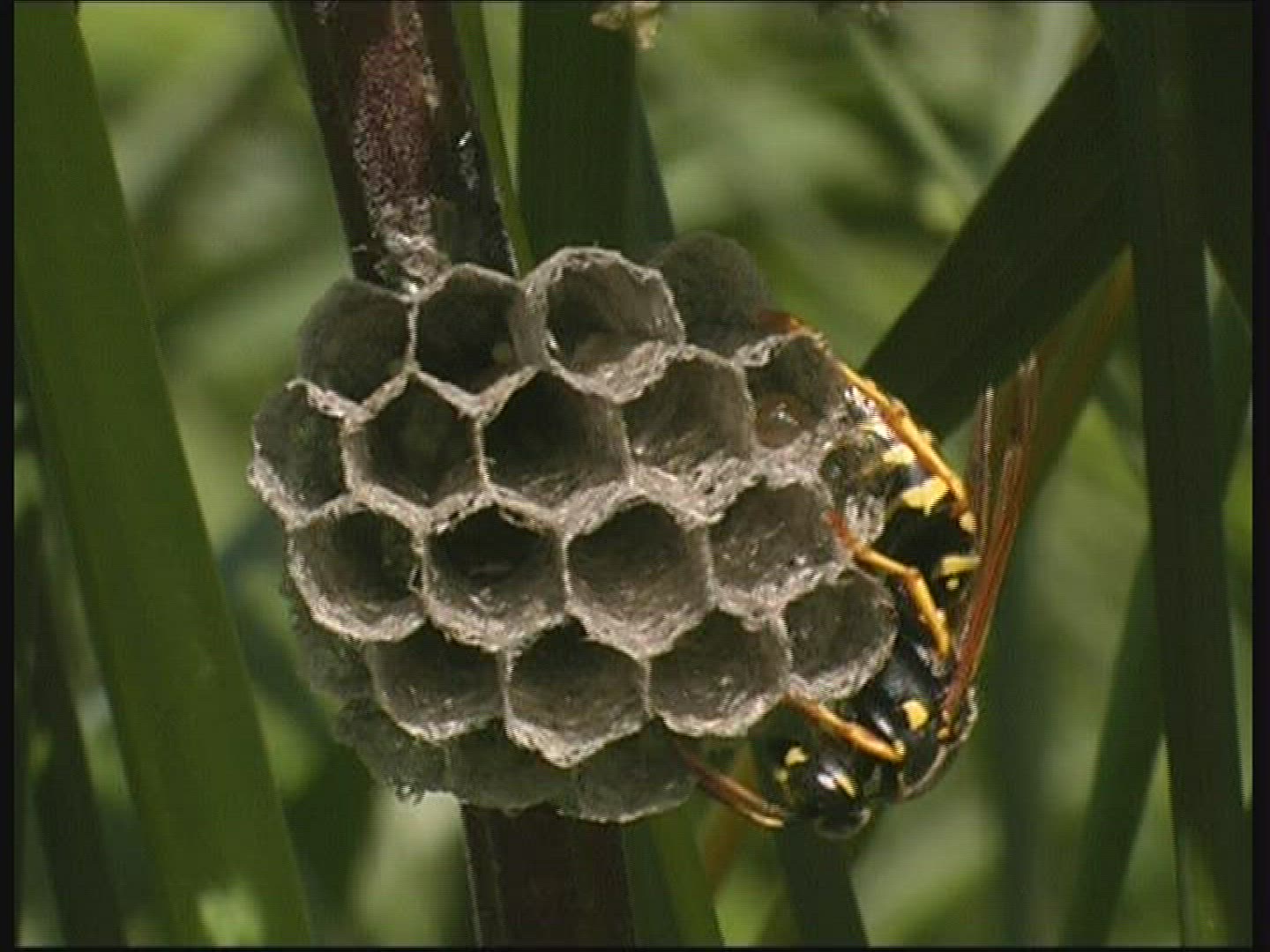 546988607 / Paper Wasp / Comb / Germany