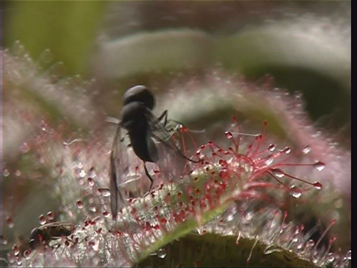 890422917 / Carnivorous Plant / Prey / Germany