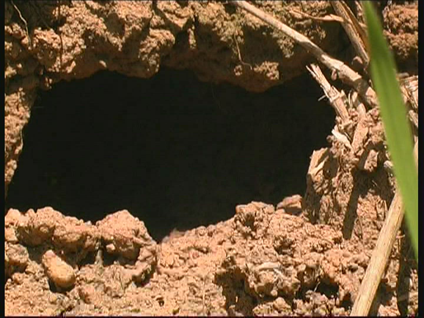 372494469 / German Yellowjackets / Burrow / Germany