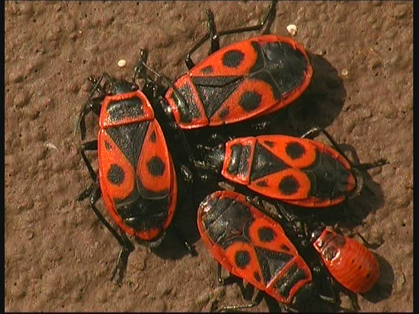 355387125 / Fire Bug / Germany