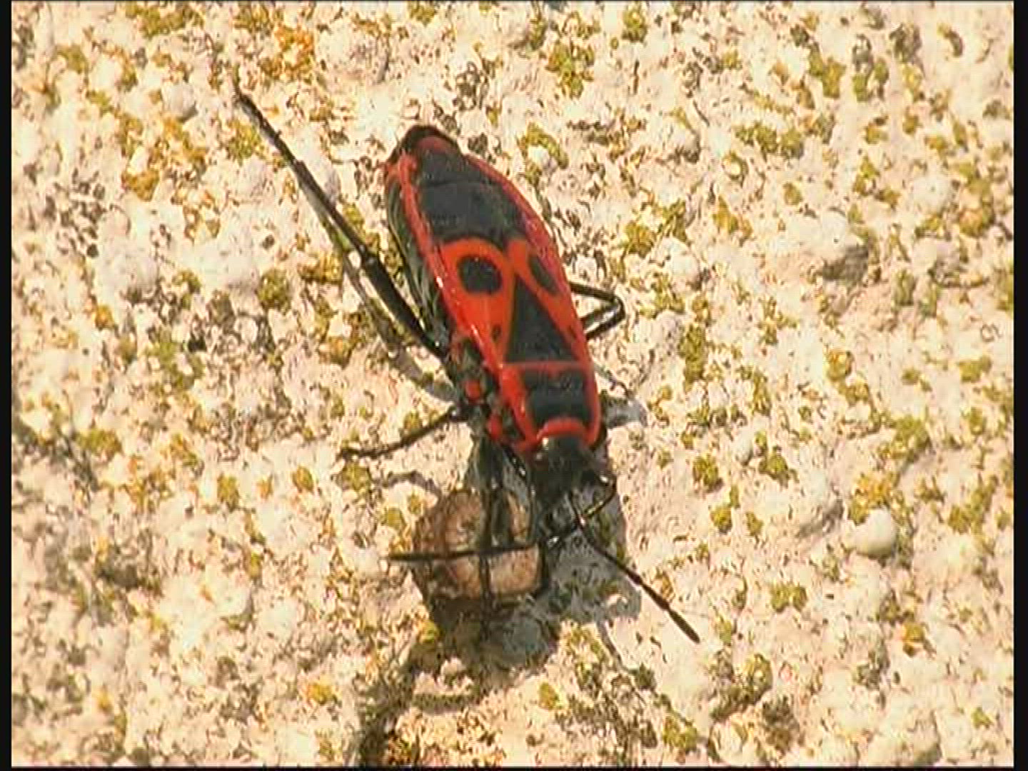 778547377 / Fire Bug / Germany
